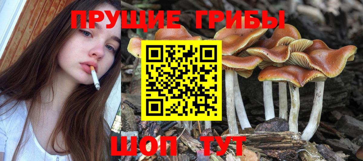 Анапа  Псилоцибиновые грибы мицелий  Псилоцибиновые грибы Psilocybe  Вход с VPN 